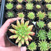 Echeveria 'Spruce Oliver'