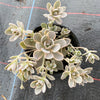 [CLUSTER] Orostachys iwarenge var. boehmeri - Variegated Chinese Dunce Cap