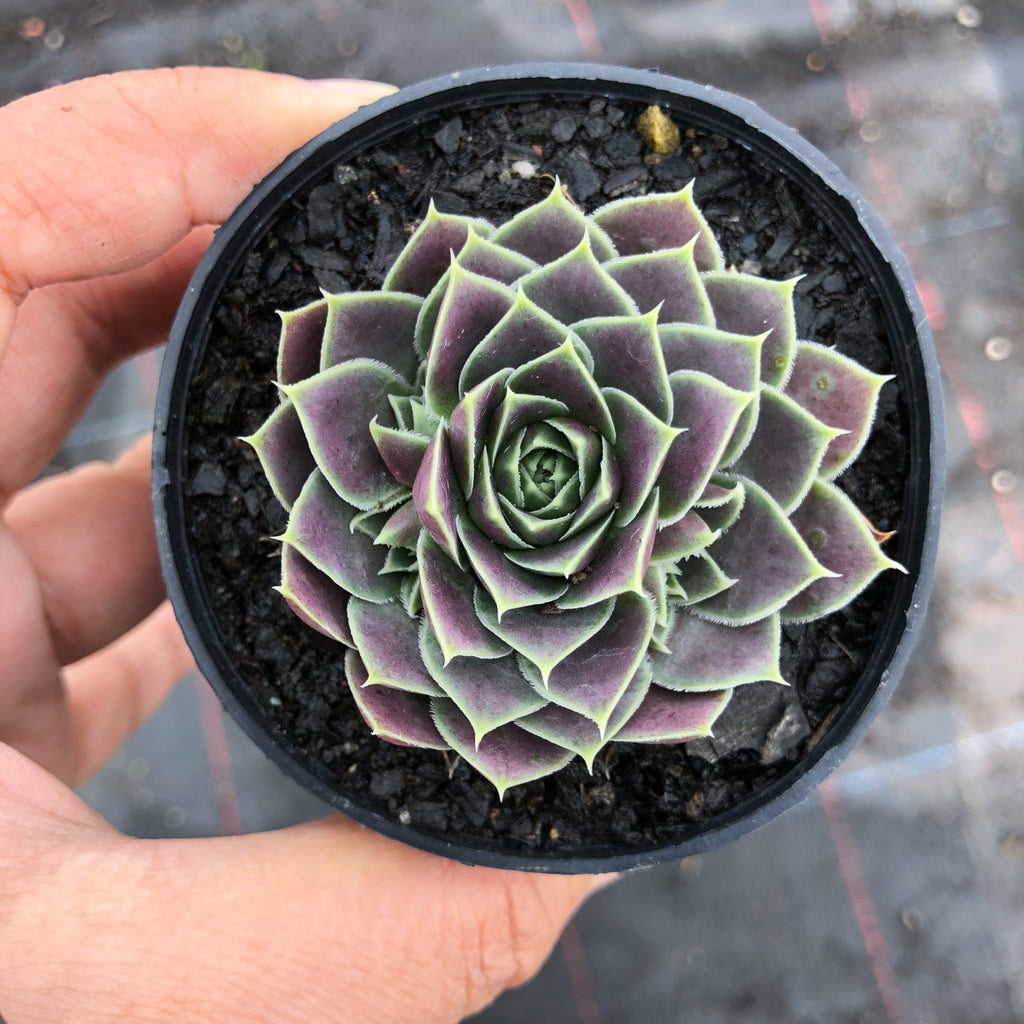 jovibarba succulent Jovibarba heuffelii 'Aphrodite' – LET LOVE GROW (Succulent & Cactus)