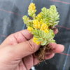 Sedum Golden Rice - Sedum Orizifolium Variegata