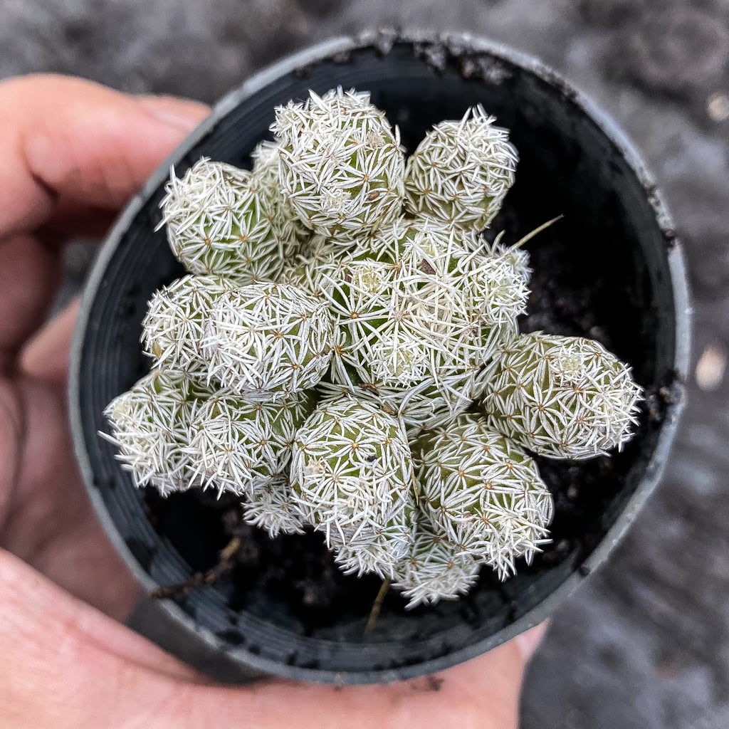Mammillaria gracilis fragilis - Thimble Cactus