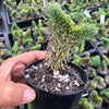 Sedum mexicanum/reflexum f. cristata