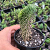 Sedum mexicanum/reflexum f. cristata
