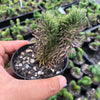 Sedum mexicanum/reflexum f. cristata