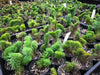 Sedum mexicanum/reflexum f. cristata