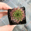 Sempervivum caucasicum (w/1 pup)