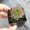 Sempervivum caucasicum (w/1 pup)