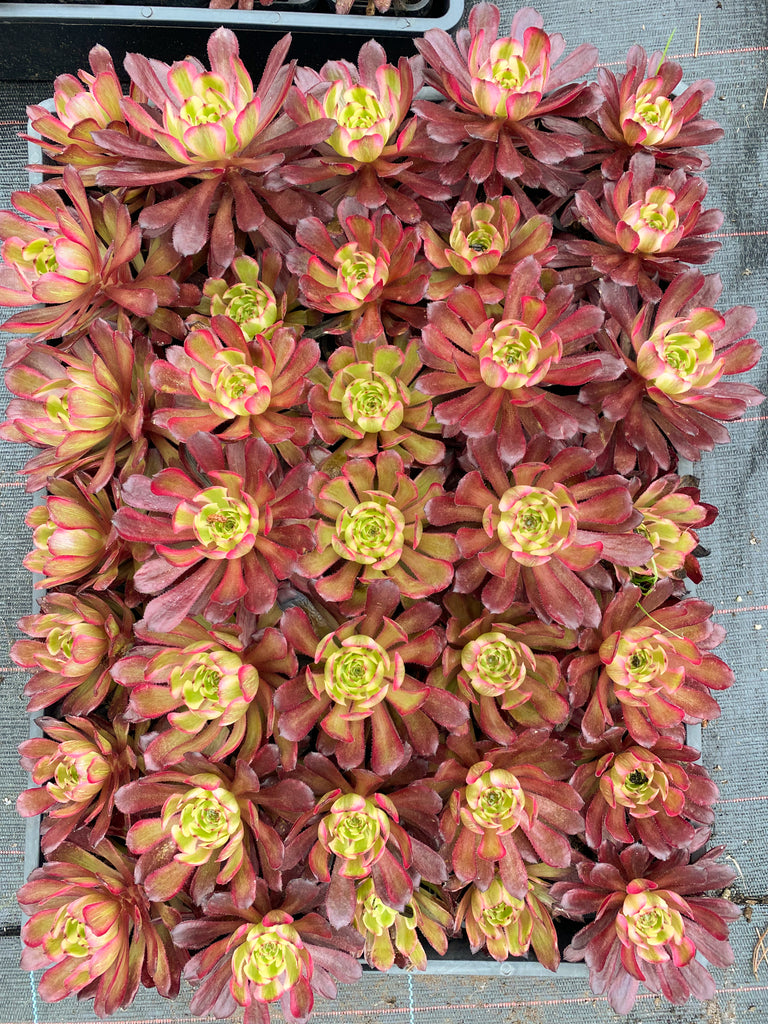 succulents box aeonium mardi gras rosettes