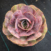 Echeveria 'Lolita'