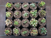 Haworthia hybrid (random seedling)