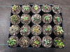 Haworthia hybrid (random seedling)