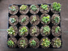 Haworthia hybrid (random seedling)