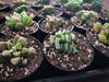 Haworthia hybrid (random seedling)