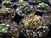 Haworthia hybrid (random seedling)