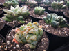 Haworthia hybrid (random seedling)