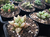 Haworthia hybrid (random seedling)