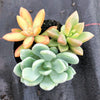 Succulent Starter PACK - 3 plants
