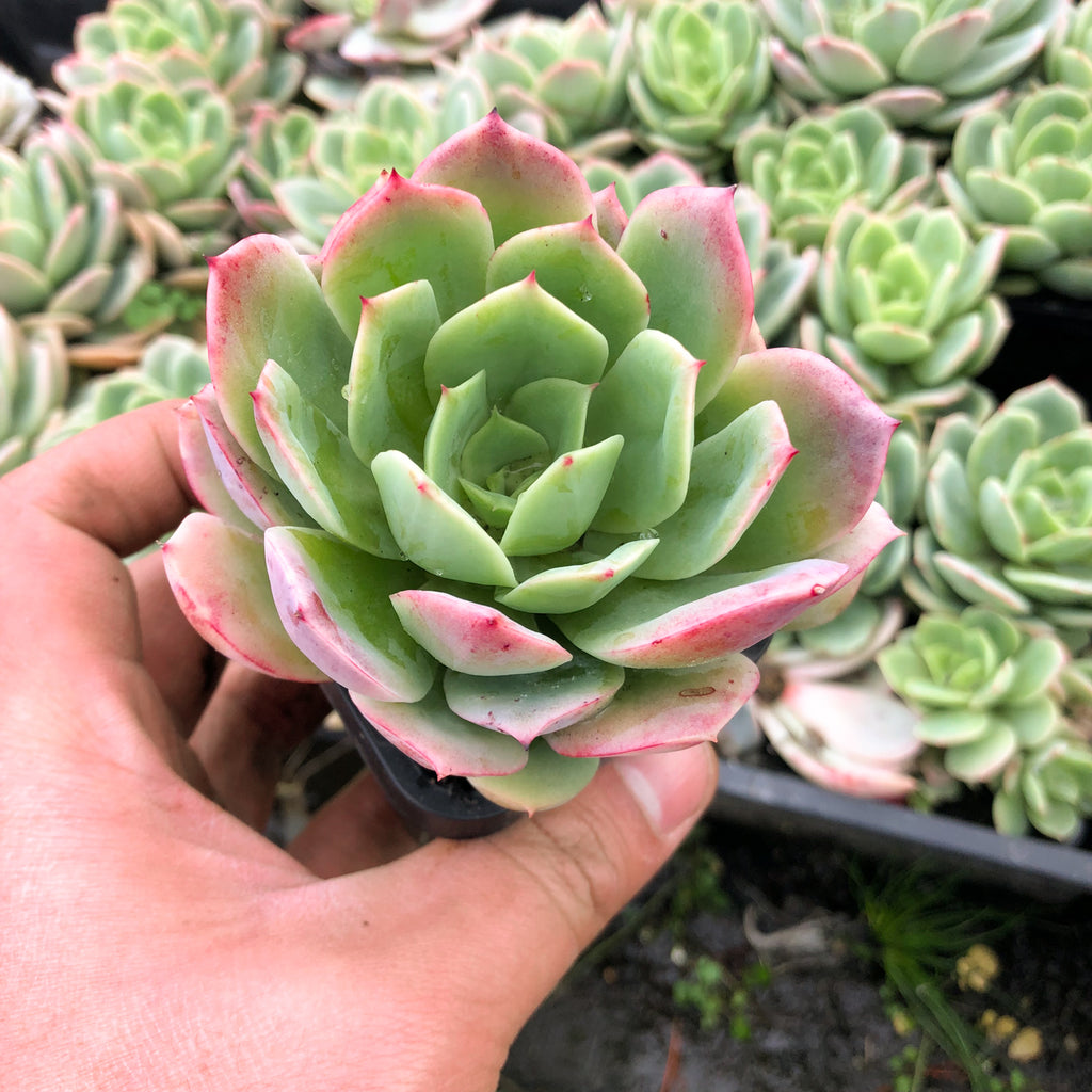 lemon lime succulent Echeveria 'Lemon and Lime' – LET LOVE GROW (Succulent & Cactus)