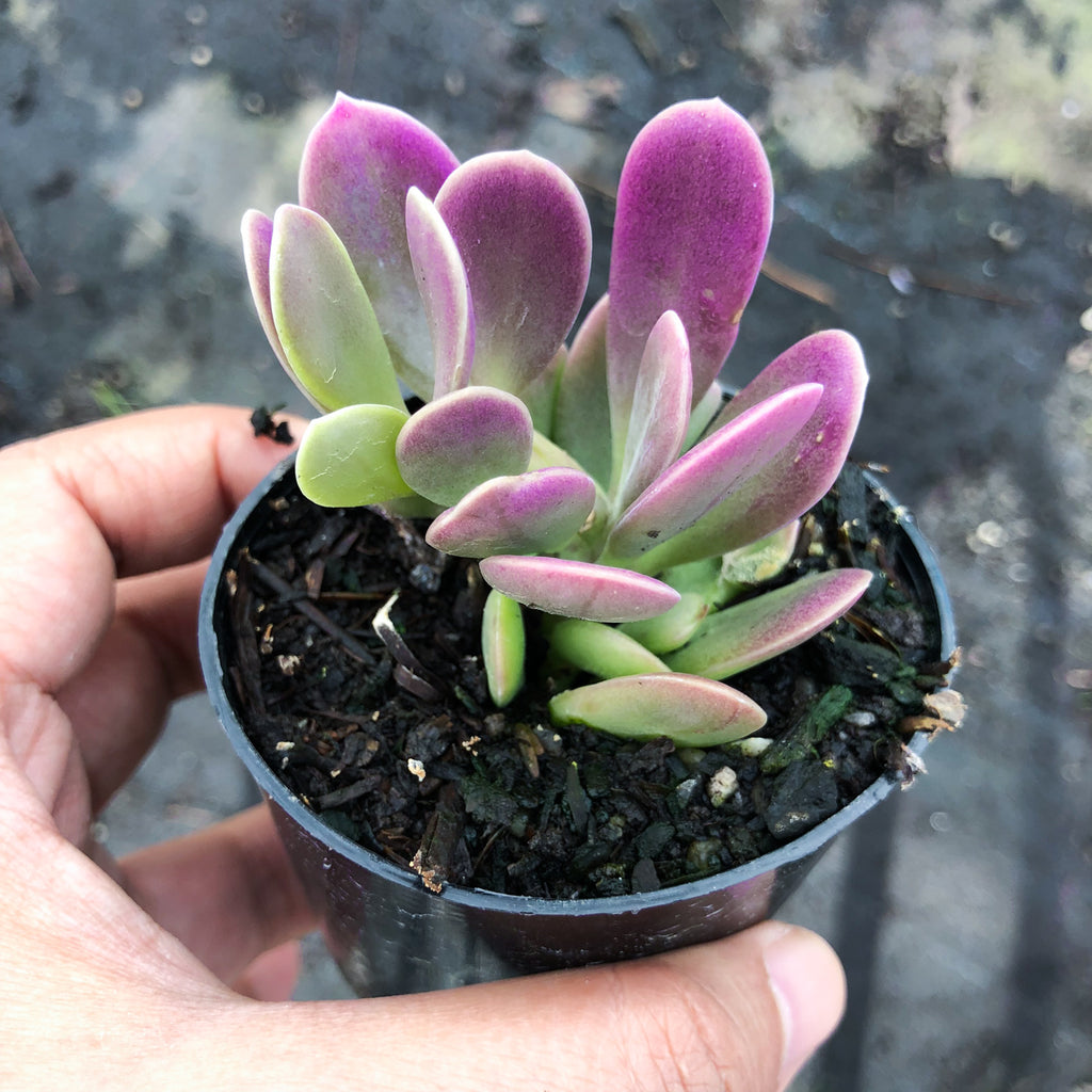 Senecio jacobsenii