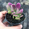 Senecio jacobsenii