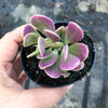 Senecio jacobsenii