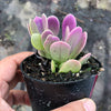 Senecio jacobsenii