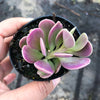 Senecio jacobsenii