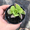Senecio jacobsenii