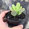 Senecio jacobsenii