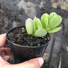 Senecio jacobsenii