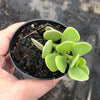 Senecio jacobsenii