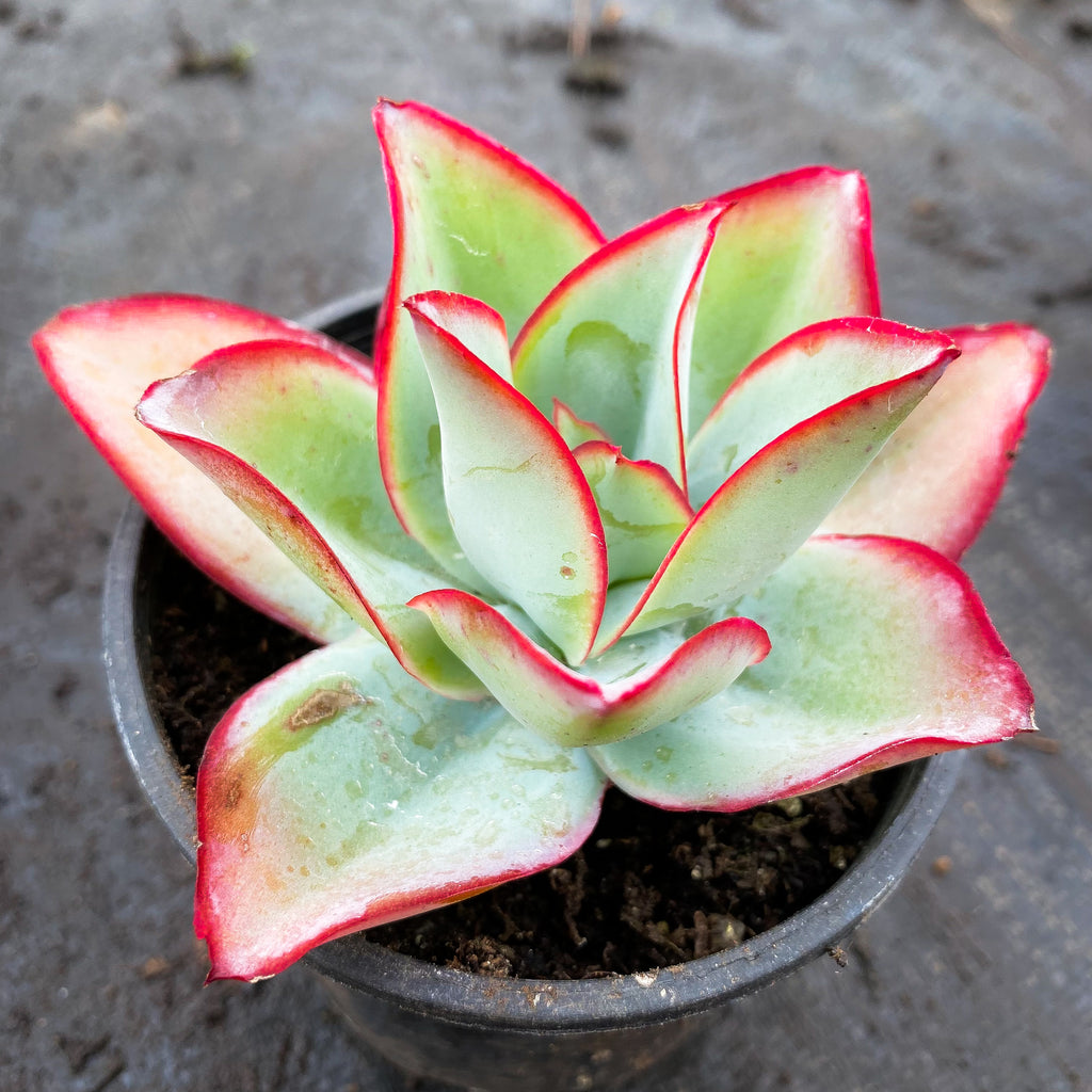 succulent fire and ice Echeveria Subrigida 'Fire and Ice' – LET LOVE GROW (Succulent & Cactus)