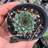 Sempervivum tectorum boutignyanum (w/pup)