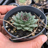 Sempervivum tectorum boutignyanum (w/pup)
