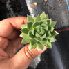 Sempervivum cantabricum subsp. Urbionense (SET OF 5 CUTTINGS)