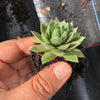 Sempervivum cantabricum subsp. Urbionense (SET OF 5 CUTTINGS)