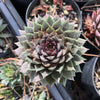 Sempervivum 'Thunder' (P/C)