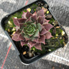 Sempervivum 'Thunder' (P/C)