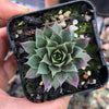 Sempervivum 'Thunder' (P/C)
