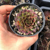 Sempervivum 'Marland's Beauty'