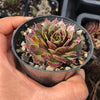 Sempervivum 'Marland's Beauty'