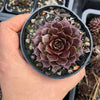 Sempervivum 'Marland's Beauty'
