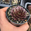 Sempervivum 'Marland's Beauty'