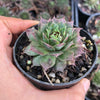 Sempervivum 'Gay Jester' (P/C)