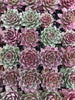 Sempervivum 'Lavender and Old Lace'