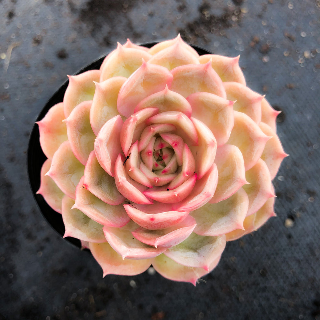 onslow succulent Echeveria 'Onslow' (aka. Ech. Michella) – LET LOVE GROW (Succulent & Cactus)
