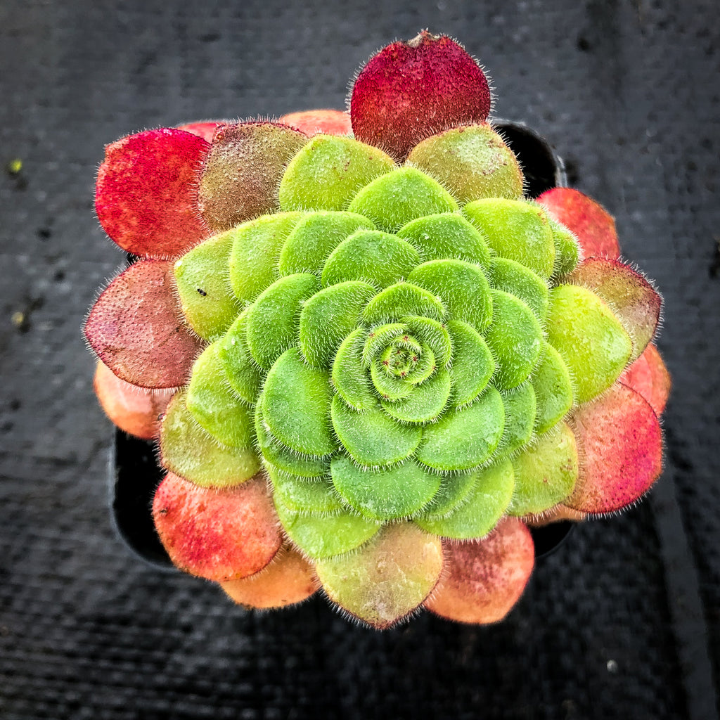 pancake succulent Aeonium 'Pancake' (1 x CUTTING) – LET LOVE GROW (Succulent & Cactus)