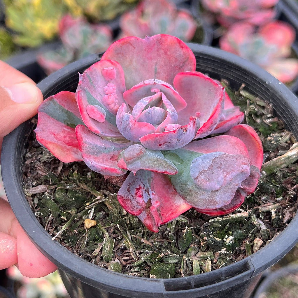 Echeveria Beyonce Rainbow Variegated – LET LOVE GROW (Succulent & Cactus)