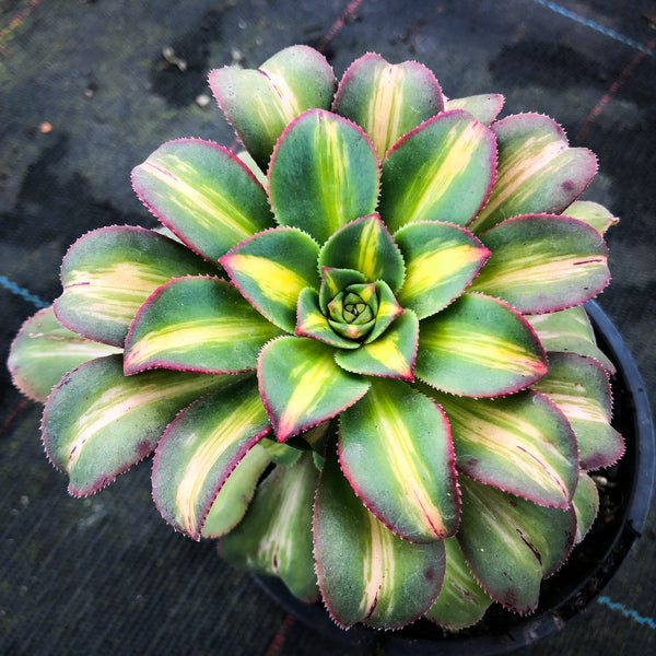Aeonium 'Lemon-Lime' (aka. A. Starburst)(has mark)