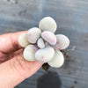 Graptopetalum Amethystinum (Lavender Pebbles)(has marks)